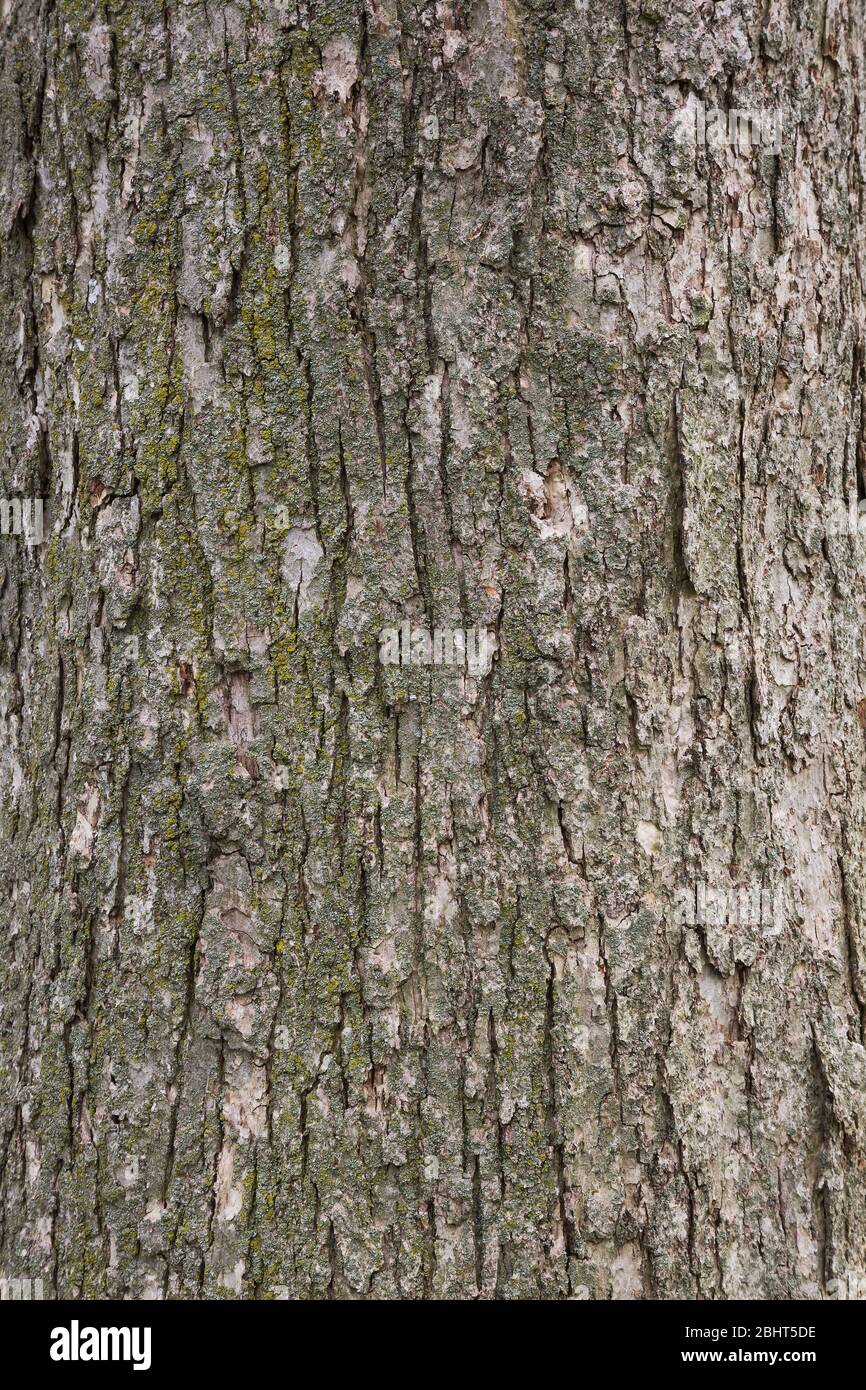 Quercus macrocarpa - Bur dettaglio corteccia di quercia Foto Stock