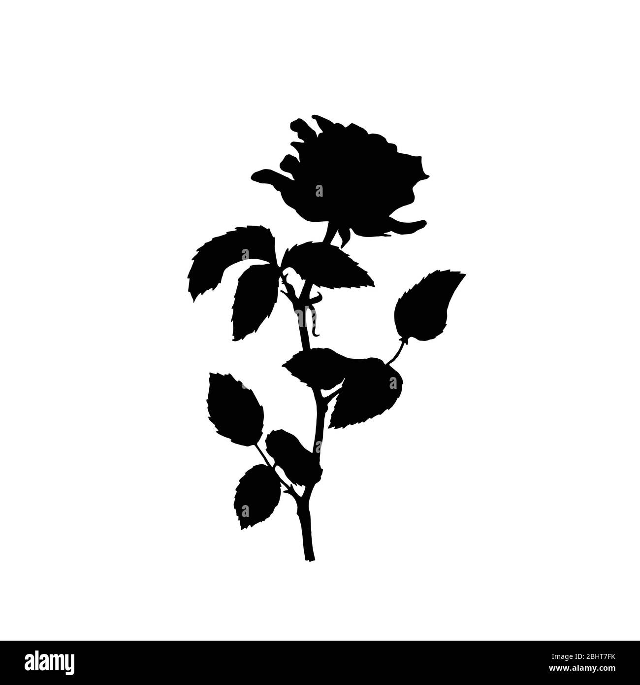 Illustrazione botanica della silhouette di rosa isolato su sfondo bianco. Vettore. Potrebbe essere usato come decorazione per disegno di fotoricettore, disegno di cosmesi, pacchetto, Foto Stock