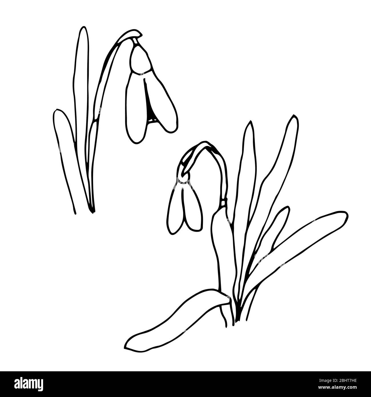 Snowdrops primavera fiori nero e bianco illustrazione vettoriale. Galantus nivalis e lettere disegnate a mano. Illustrazione vettoriale isolata su bianco Foto Stock