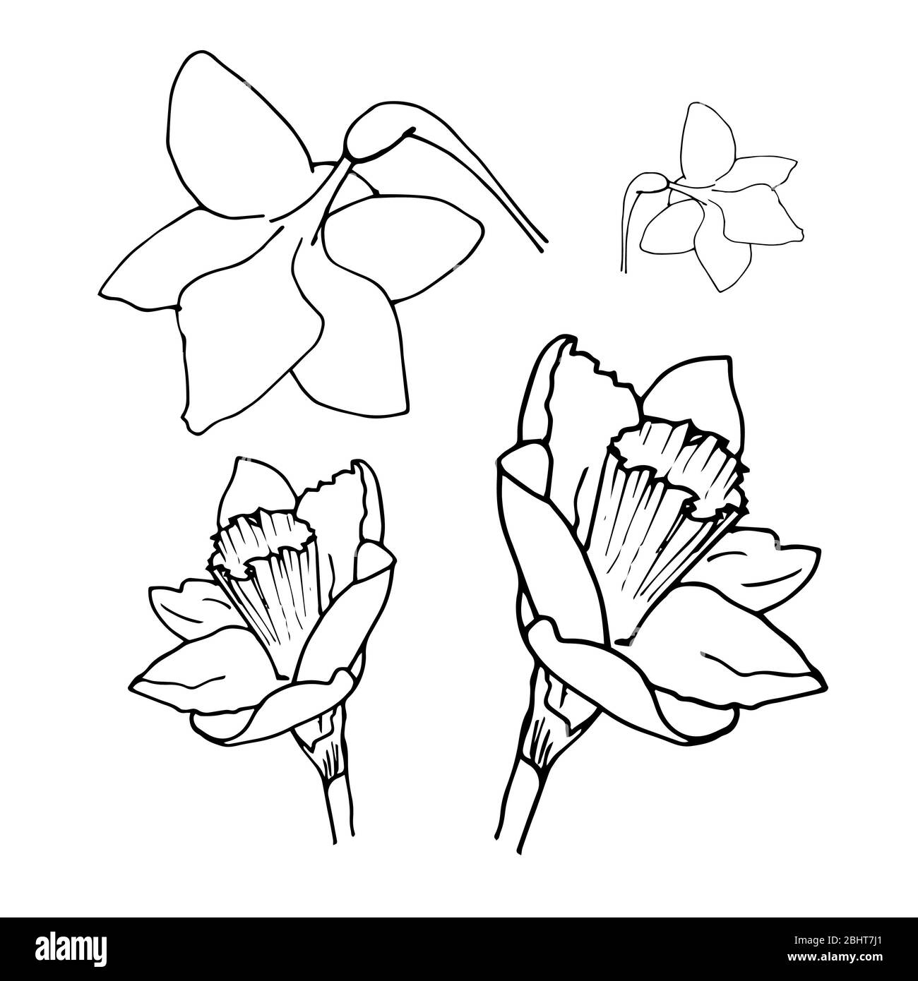 Set di disegno Daffodil isolato su sfondo bianco. Illustrazione di narcotisi dello schizzo vettoriale. Narcissus in fiore. Inchiostro dipinto narcisys fiori su bianco. Foto Stock