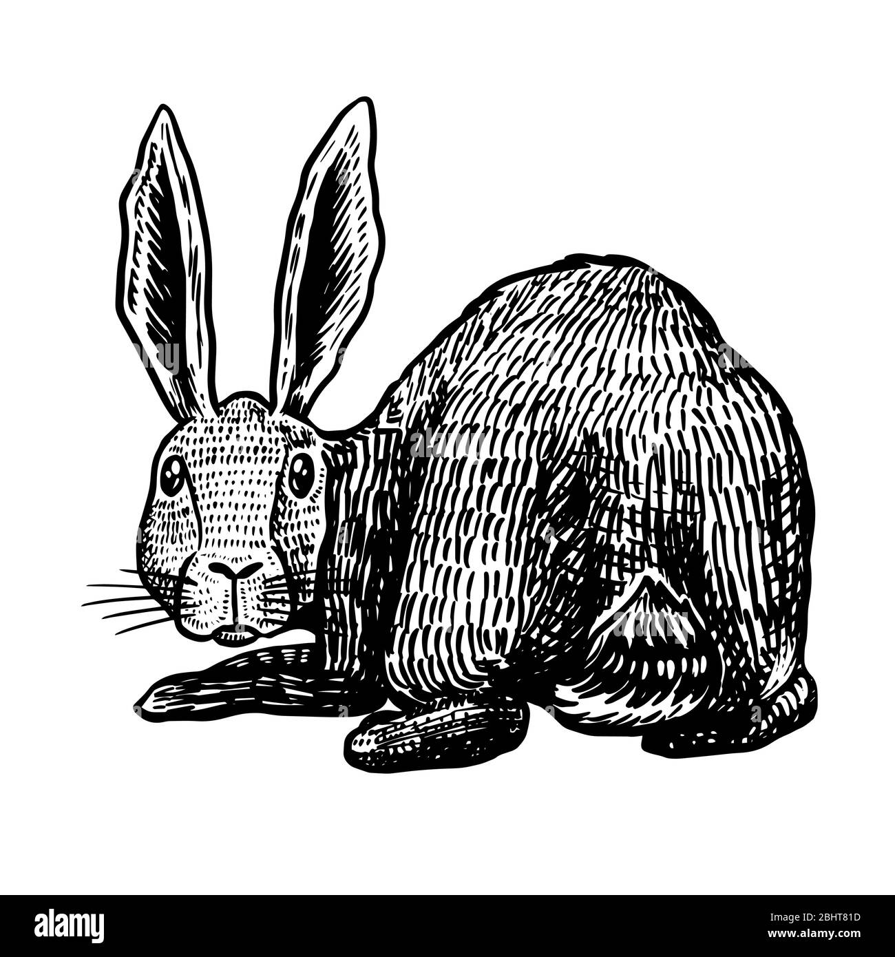 Lepre selvaggio. Coniglio guarda indietro. Bunny o coney. Disegno inciso a mano di vecchio animale per T-shirt, tatuaggio o etichetta o poster. Illustrazione vettoriale. Illustrazione Vettoriale
