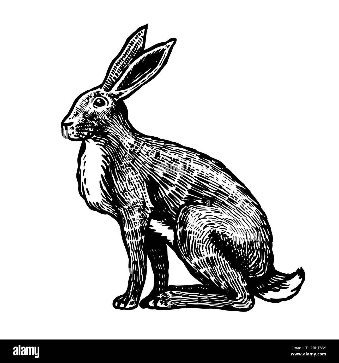 Lepre selvaggio o coniglio marrone siede. Coniglietto europeo o conia vigliacca. Disegno inciso a mano di vecchio animale per T-shirt, tatuaggio o etichetta o poster. Vettore Illustrazione Vettoriale