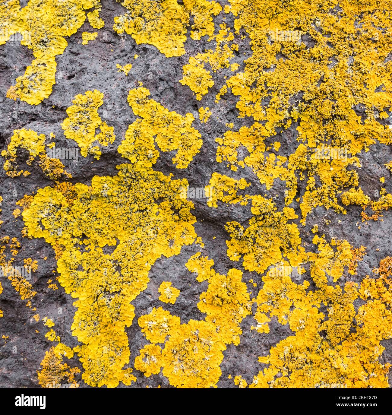 Lychen sulla roccia. Foto Stock