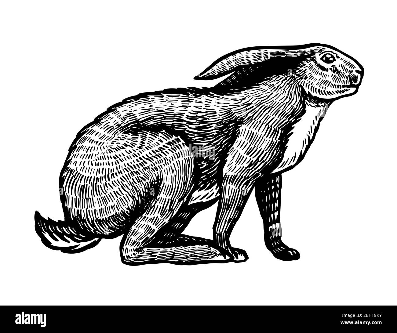 Lepre selvaggio o coniglio marrone siede. Coniglietto europeo o conia vigliacca. Disegno inciso a mano di vecchio animale per T-shirt, tatuaggio o etichetta o poster. Vettore Illustrazione Vettoriale