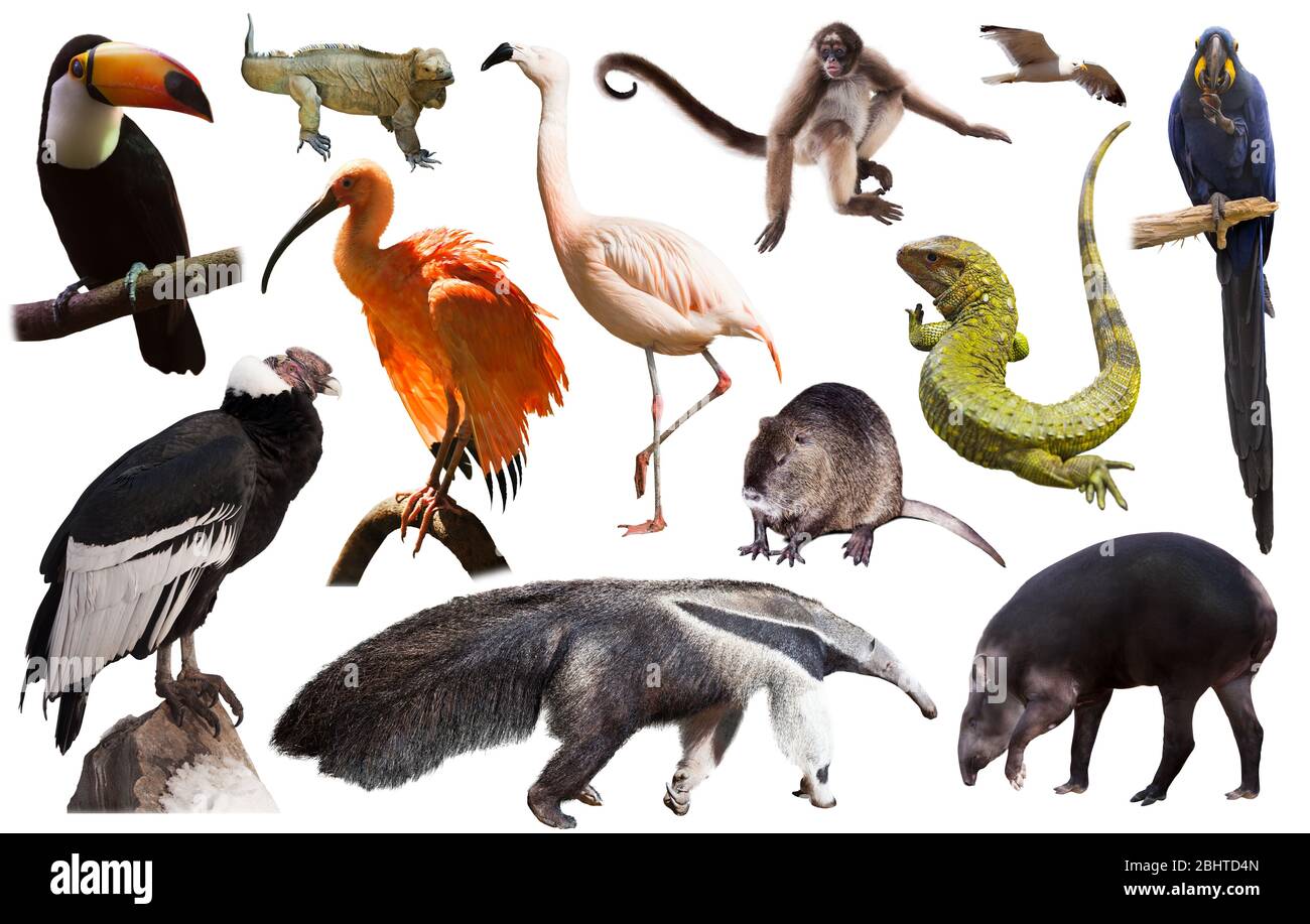 Set di caimano spectacled, il tapiro e altri animali del Sud America su sfondo bianco Foto Stock