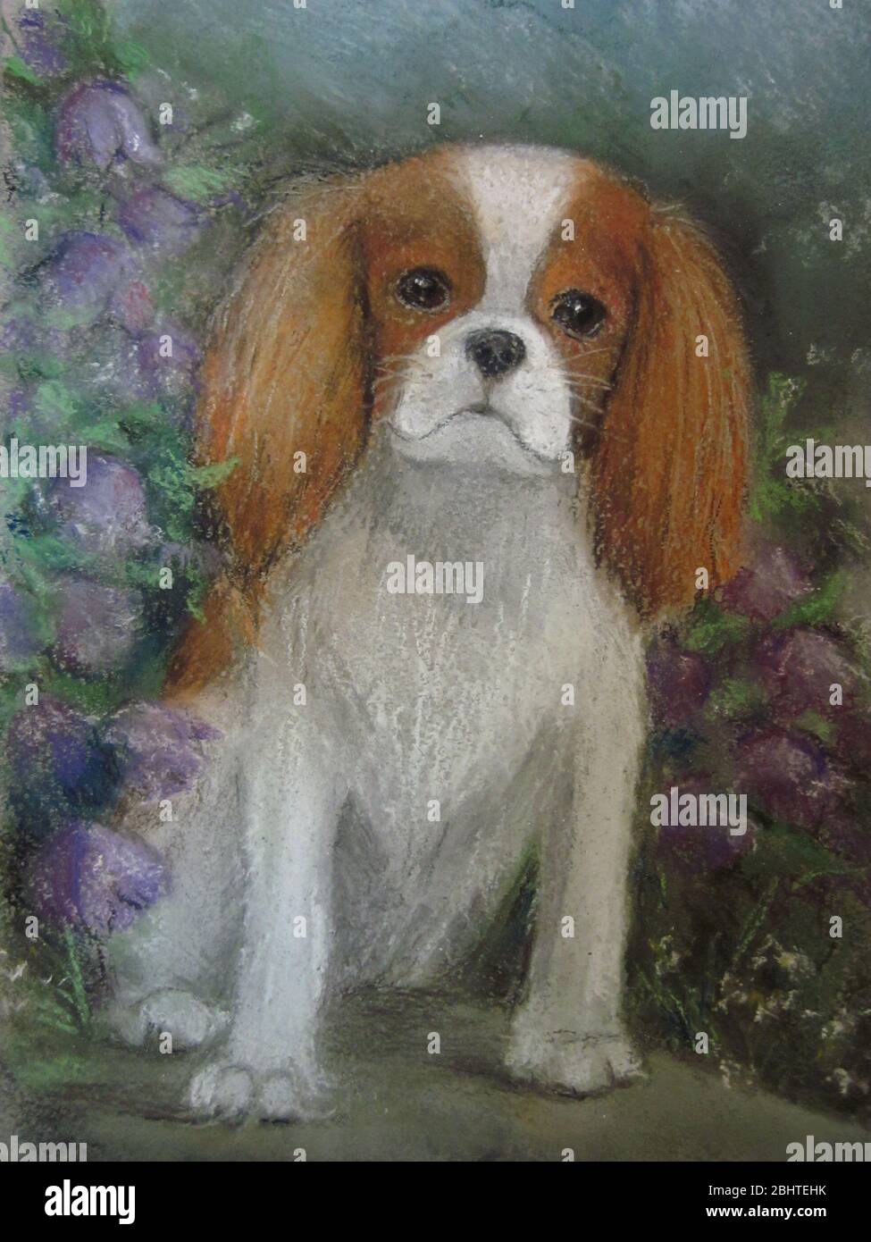 Ritratto di un re Cavalier Carlo Spaniel. Foto Stock