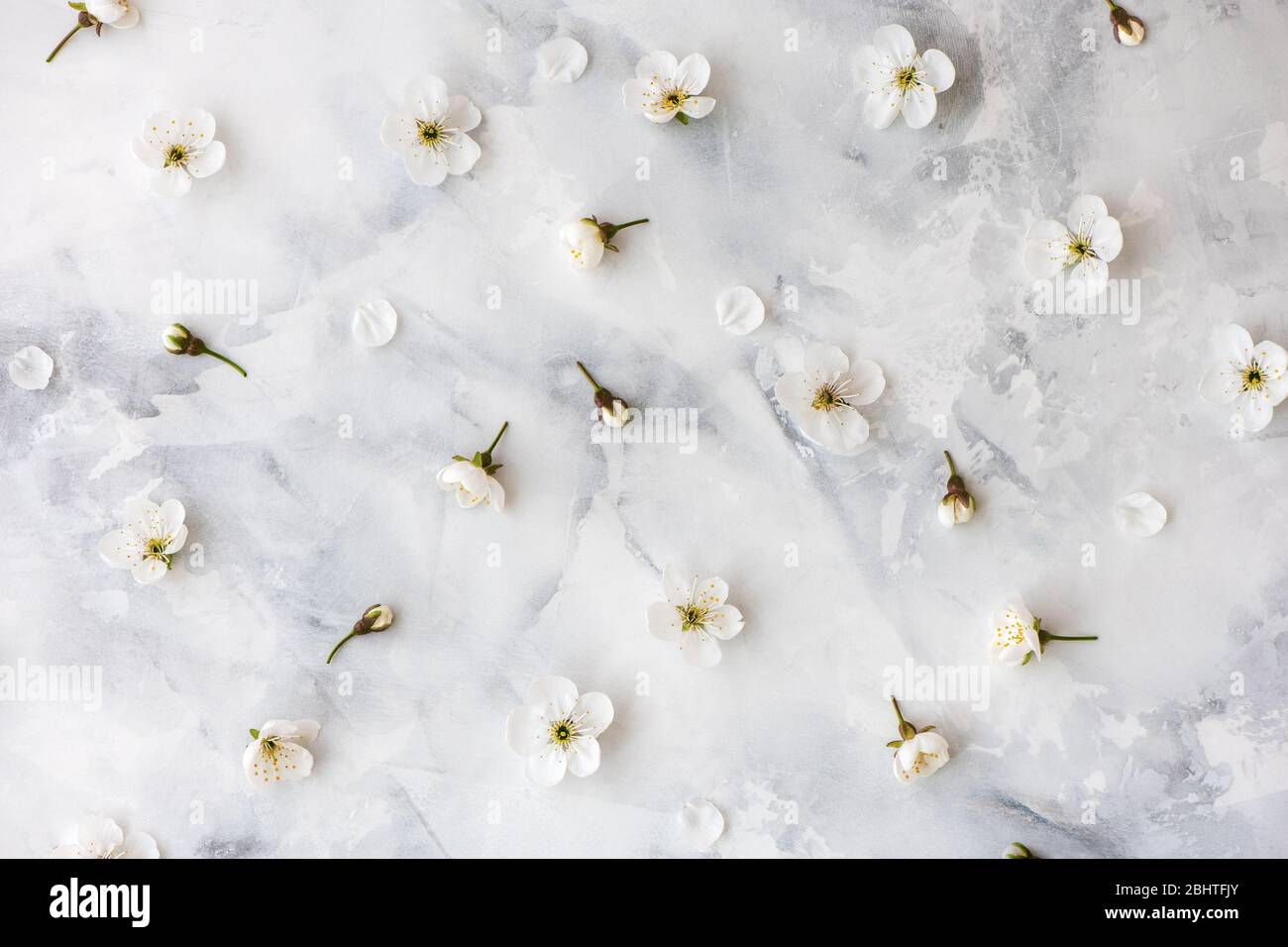 Primo piano dei fiori primaverili fiore di ciliegio su sfondo di marmo grigio. Foto Stock