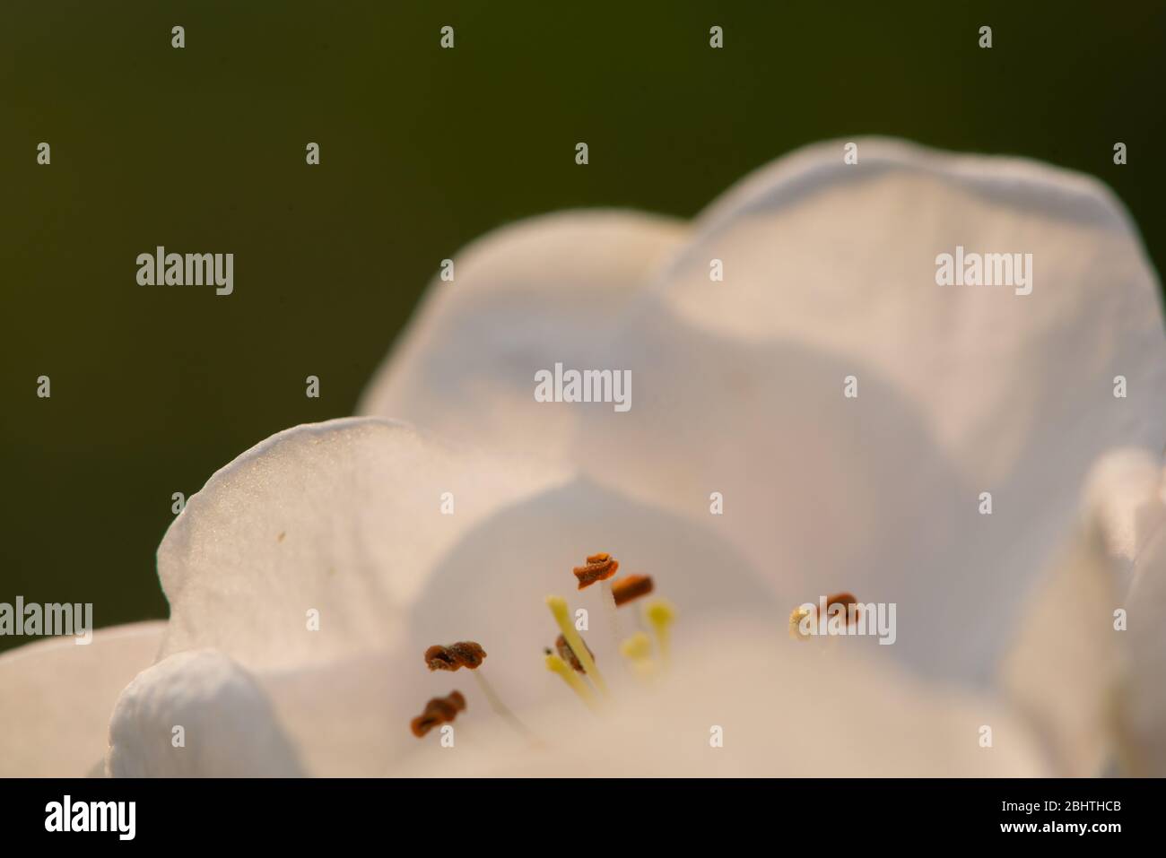 Macro shot di alcuni fiori di mela Foto Stock