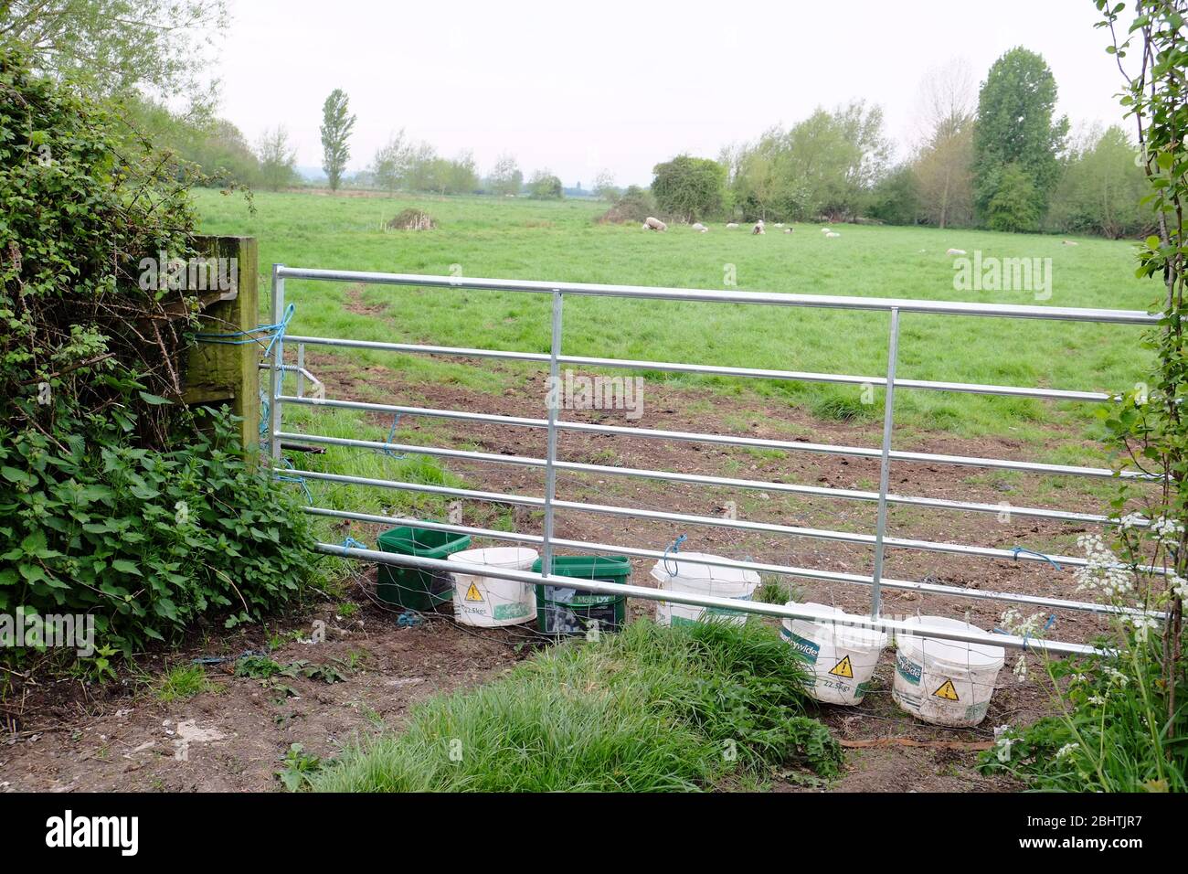 Aprile 2020 - i secchi d'acqua lasciati accanto ad un cancello dai contadini così c'è acqua fresca per il bestiame da bere Foto Stock