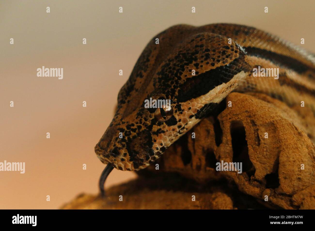 testa di serpente python in primo piano Foto Stock