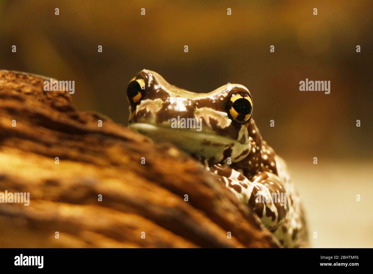 La rana d'albero con occhi dorati Mission o la rana di latte amazzonica è una grande specie di rana arborea nativa della foresta pluviale amazzonica in Sud America. È alcuno Foto Stock