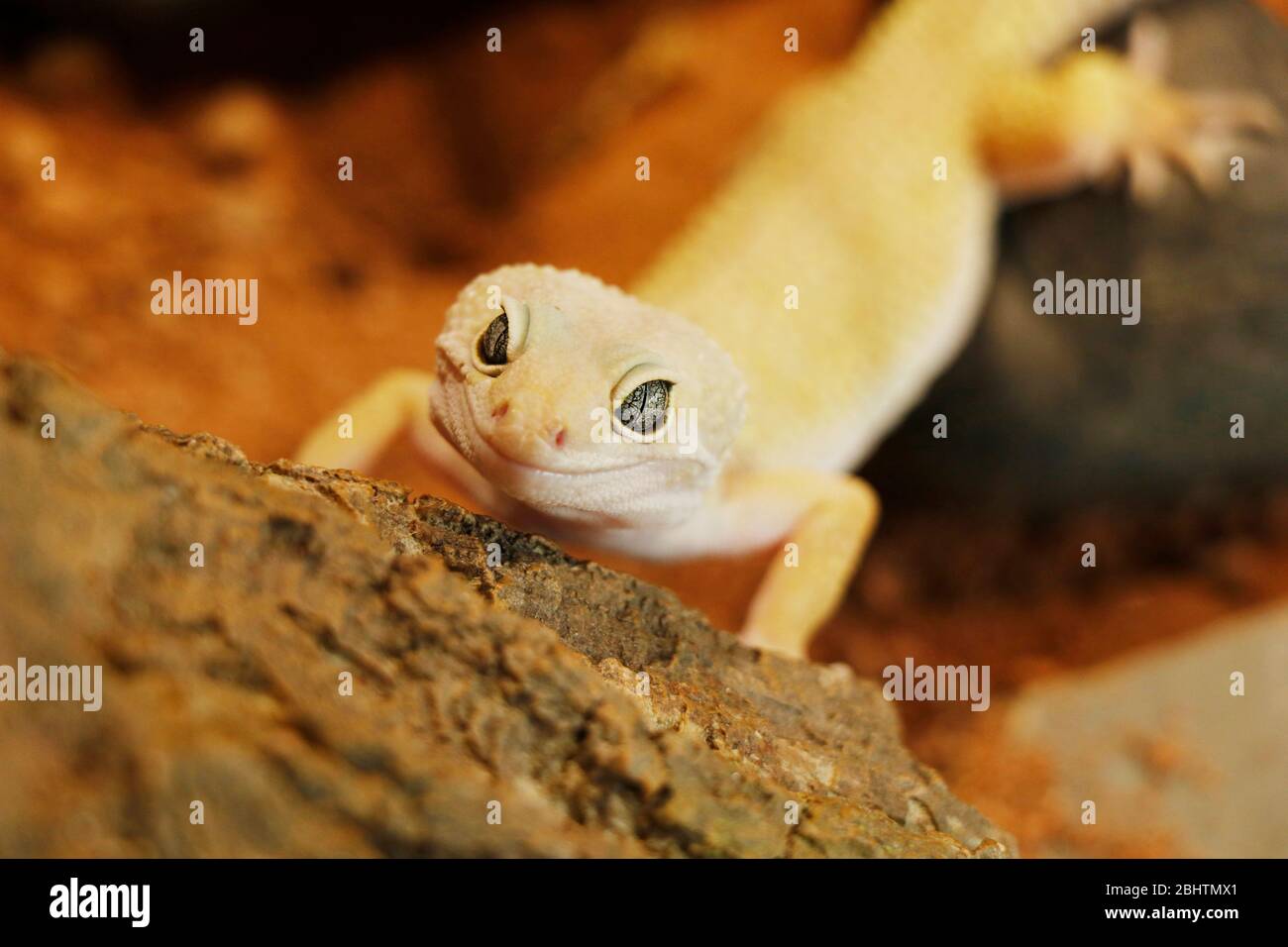 il gecko leopardo (Eublepharis macularius) è una lucertola crepuscolo, che dimora a terra Foto Stock