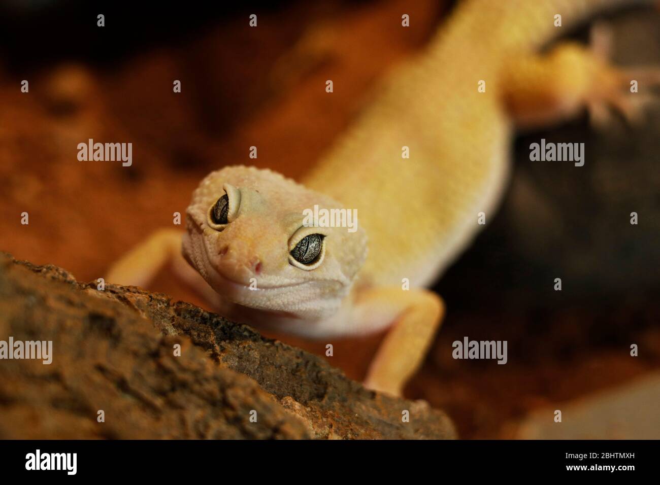 il gecko leopardo (Eublepharis macularius) è una lucertola crepuscolo, che dimora a terra Foto Stock