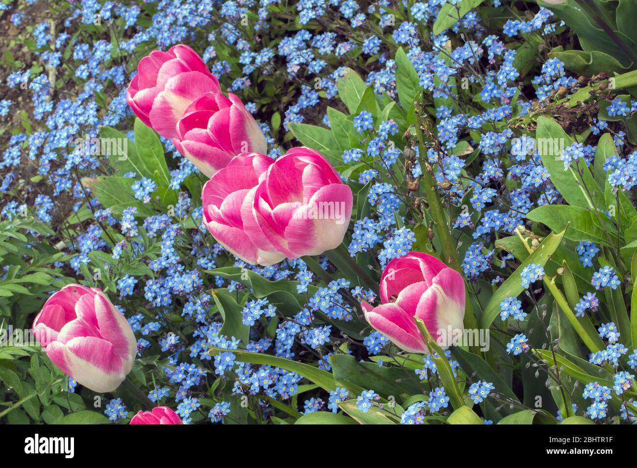 Composizione dinamica diagonale colorata di tulipani rosa e bianchi con piccoli fiori blu come sfondo. Foto Stock