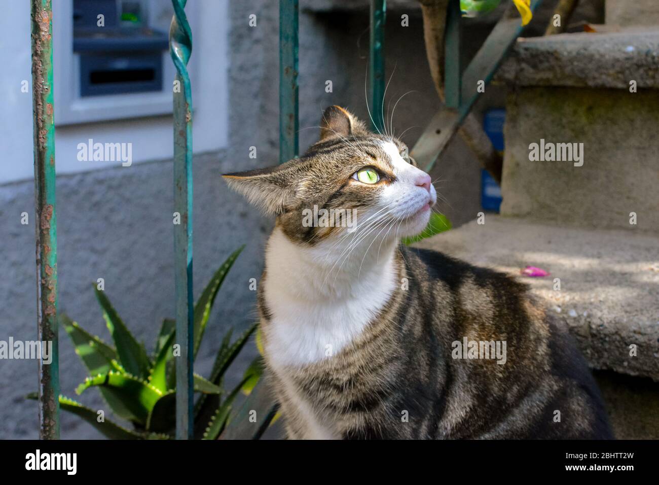 Un bel gatto tabby con occhi verdi e un naso rosa si gazes verso il sole su una vecchia scala esterna a Vernazza, cinque Terre Italia Foto Stock