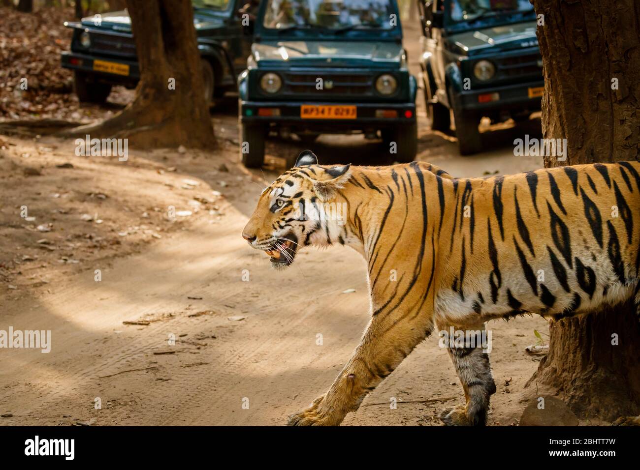 Una tigre, la tigre del Bengala (Panthera tigris) attraversa una pista di fronte ai veicoli safari, il Parco Nazionale di Bandhavgarh, Madhya Pradesh, India centrale Foto Stock