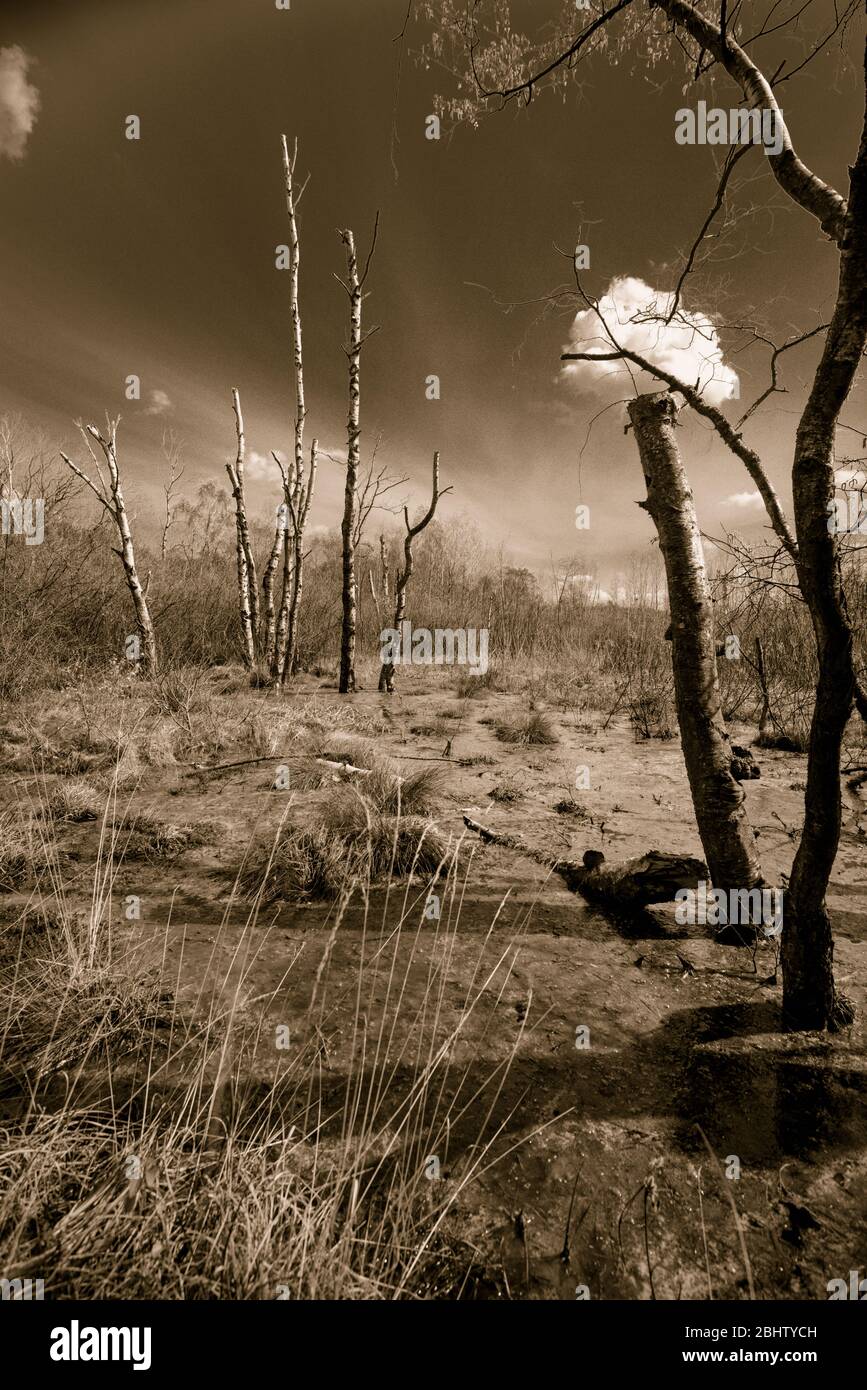 Dosenmoor, brughiera collinare vicino al lago Einfeld vicino a Neumünster, distretto Rendsburg-Eckernförde, Schleswig-Holstein, Germania del Nord, Europa Foto Stock