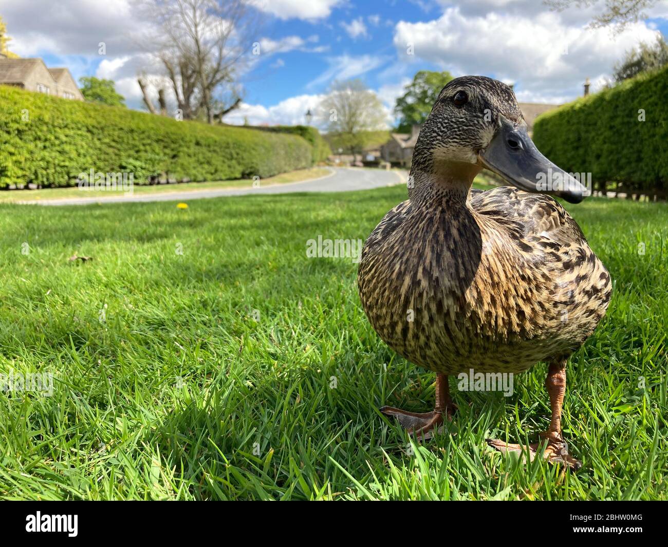 Un'anatra Mallard femmina su un prato verde e lussureggiante Foto Stock