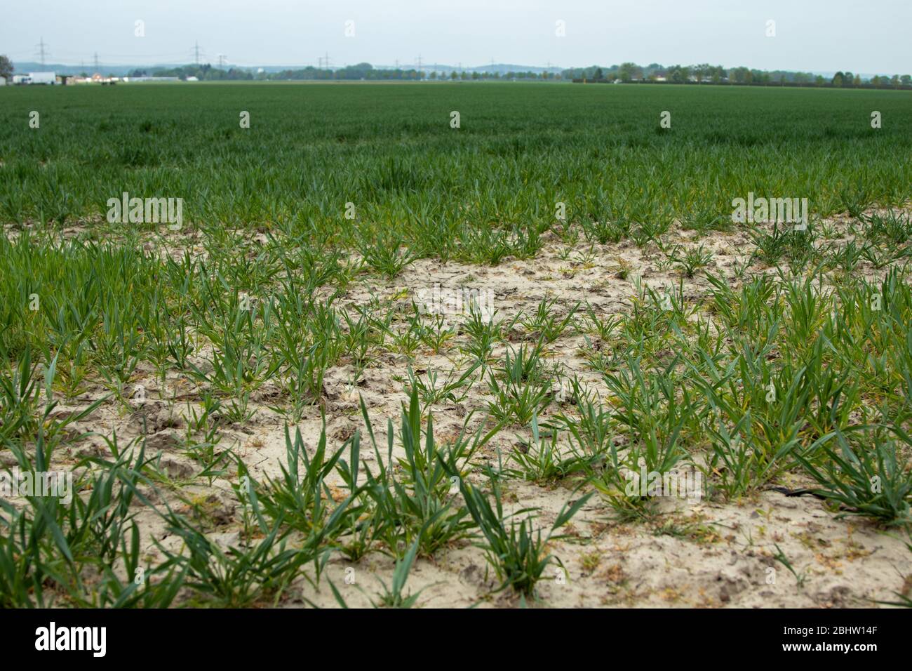 campo di grano secco con piante di grano giovane, primavera Foto Stock