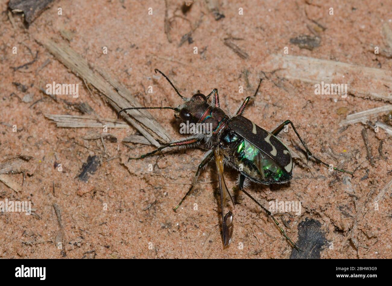 Tiger Beetle con fodera obliqua, Cicindela tranquebarica, con ala danneggiata Foto Stock