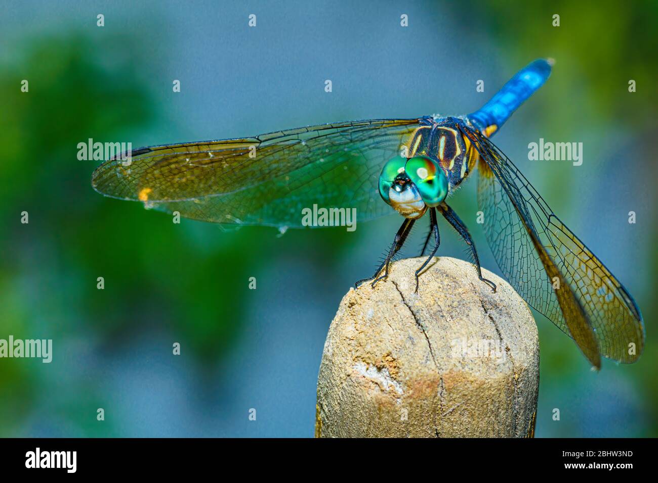 il drago colorato vola appollaiato sulla parte superiore di un'antenna Foto Stock