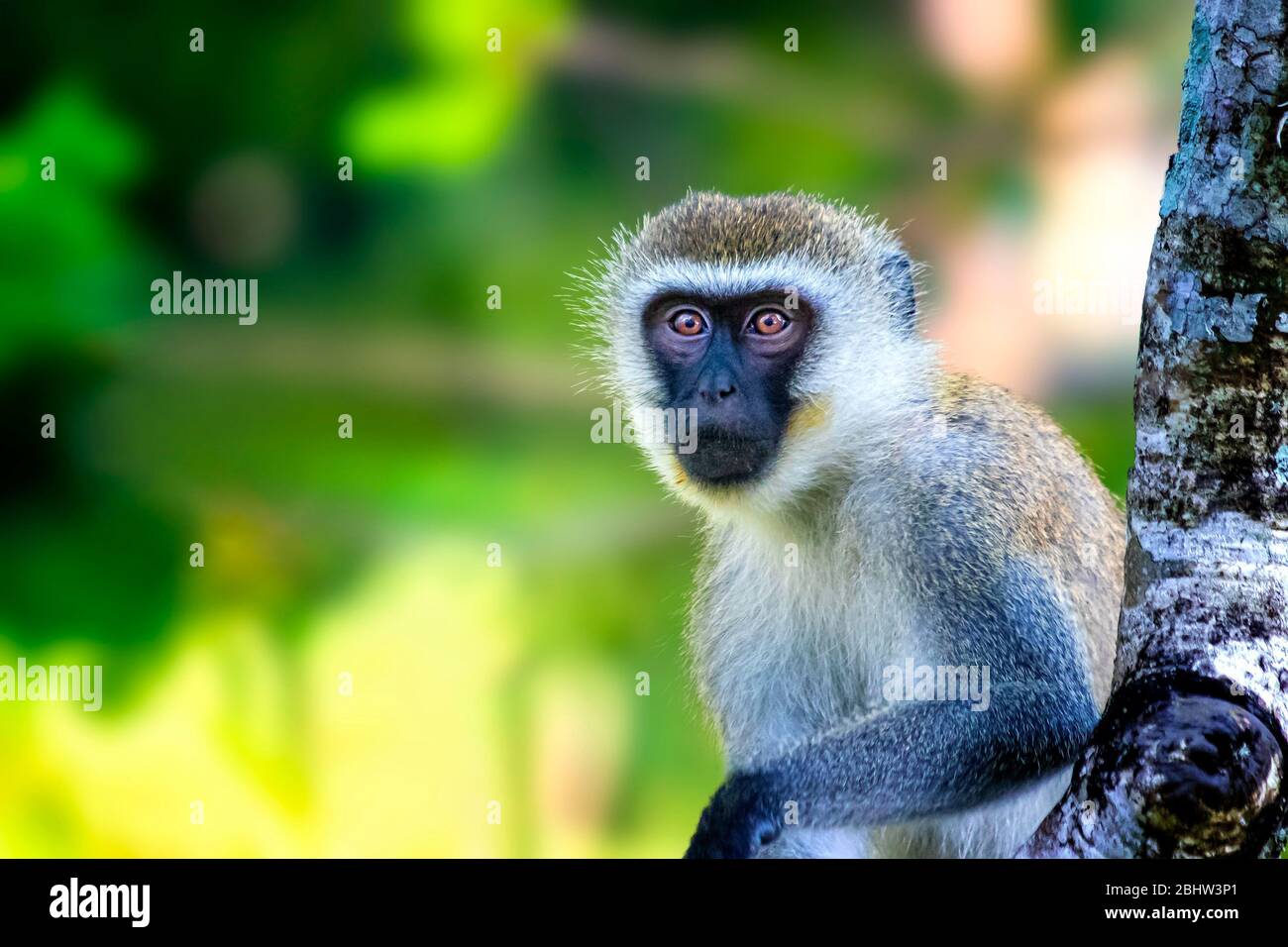 Scimmia Sykes, Cercopithecus albogularis, seduta su un albero e guardando. È carino. Appoggia la mano su un ramo. È una foto della fauna selvatica in Africa Foto Stock