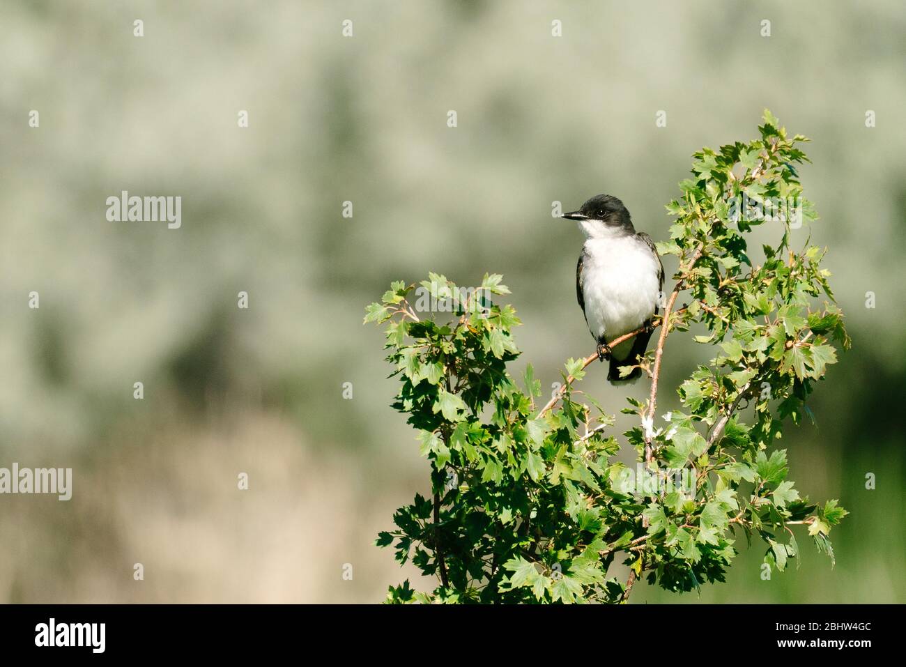 Direttamente sul ritratto di un Kingbird orientale arroccato su un ramo Foto Stock