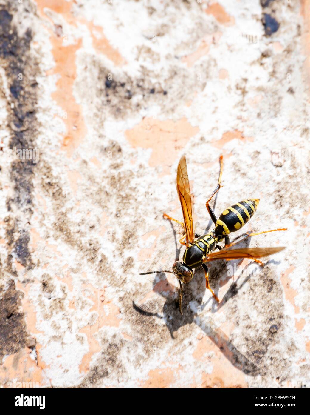 Una giacca di wasp o giallo che sale intorno su un muro di mattoni in una giornata di primavera soleggiata. Molto spazio per le copie. Foto Stock