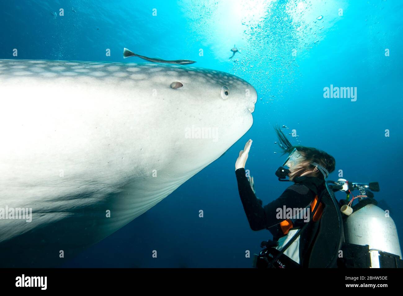 Taucherin betrachtet Walhai (Rhincodon typus) aus nächster Nähe, Indopazifik, Phuket, Thailandia Foto Stock