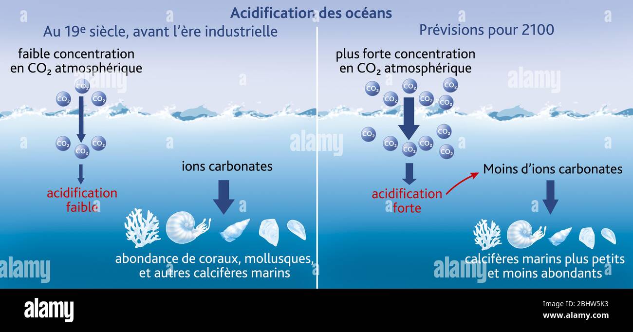 Acidificazione oceanica Foto Stock