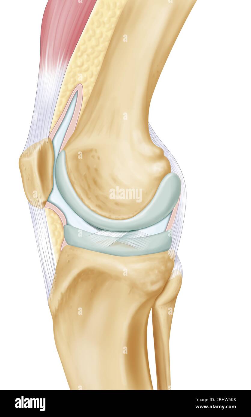 Rappresentazione dell'articolazione del ginocchio su una vista laterale interna della gamba destra. Al centro dell'illustrazione sono presenti le due superfici articolari in gra Foto Stock