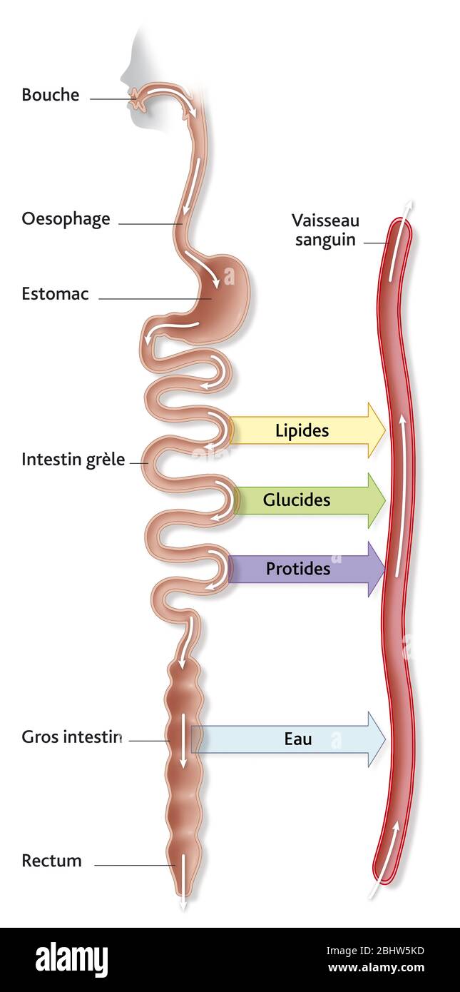 Illustrazione medica schematica che rappresenta l'interazione tra digestione e circolazione sanguigna. Gli alimenti sono assorbiti, digeriti e nutrients sono Foto Stock