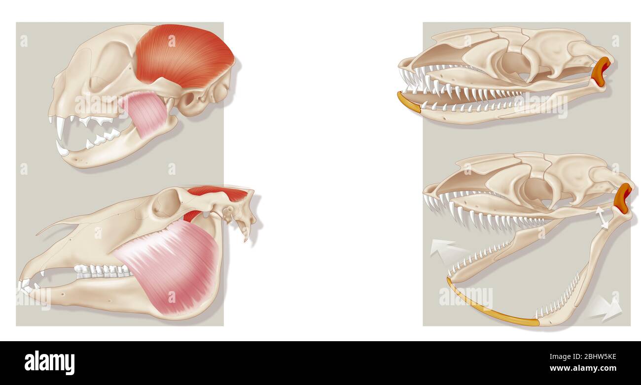 Mandibola di gatto, cavallo e serpente Foto Stock