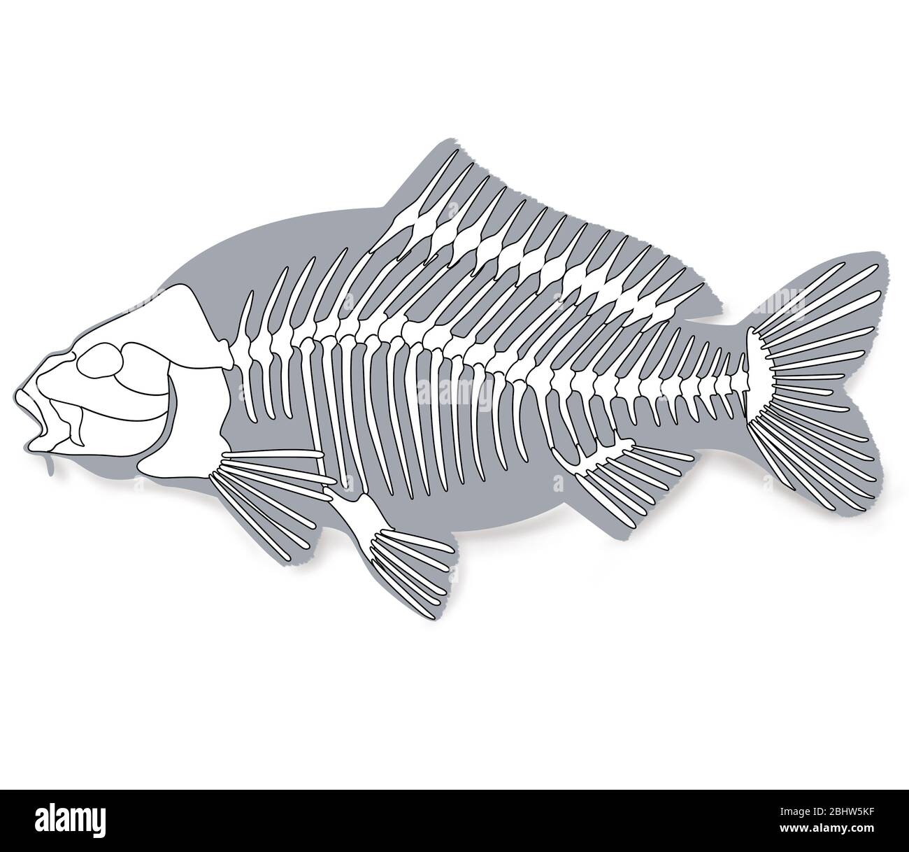 Osseous fish immagini e fotografie stock ad alta risoluzione - Alamy