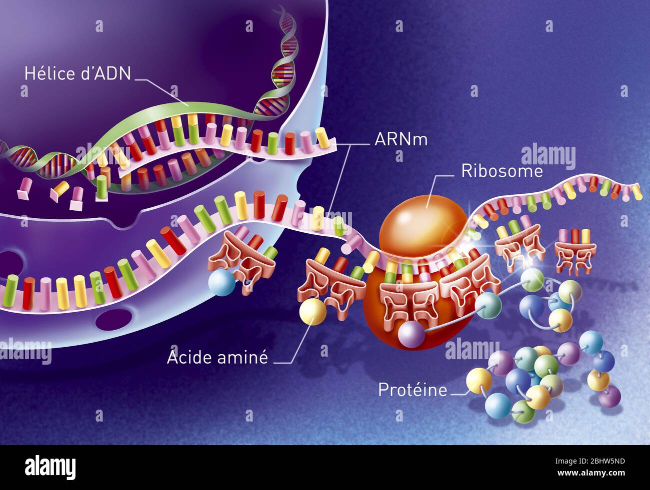Fare proteine traducendo RNA messaggero. L'elica del DNA si apre. Messenger RNA, o frammento di DNA, costituito da una sequenza di basi ordinate chiamata se Foto Stock