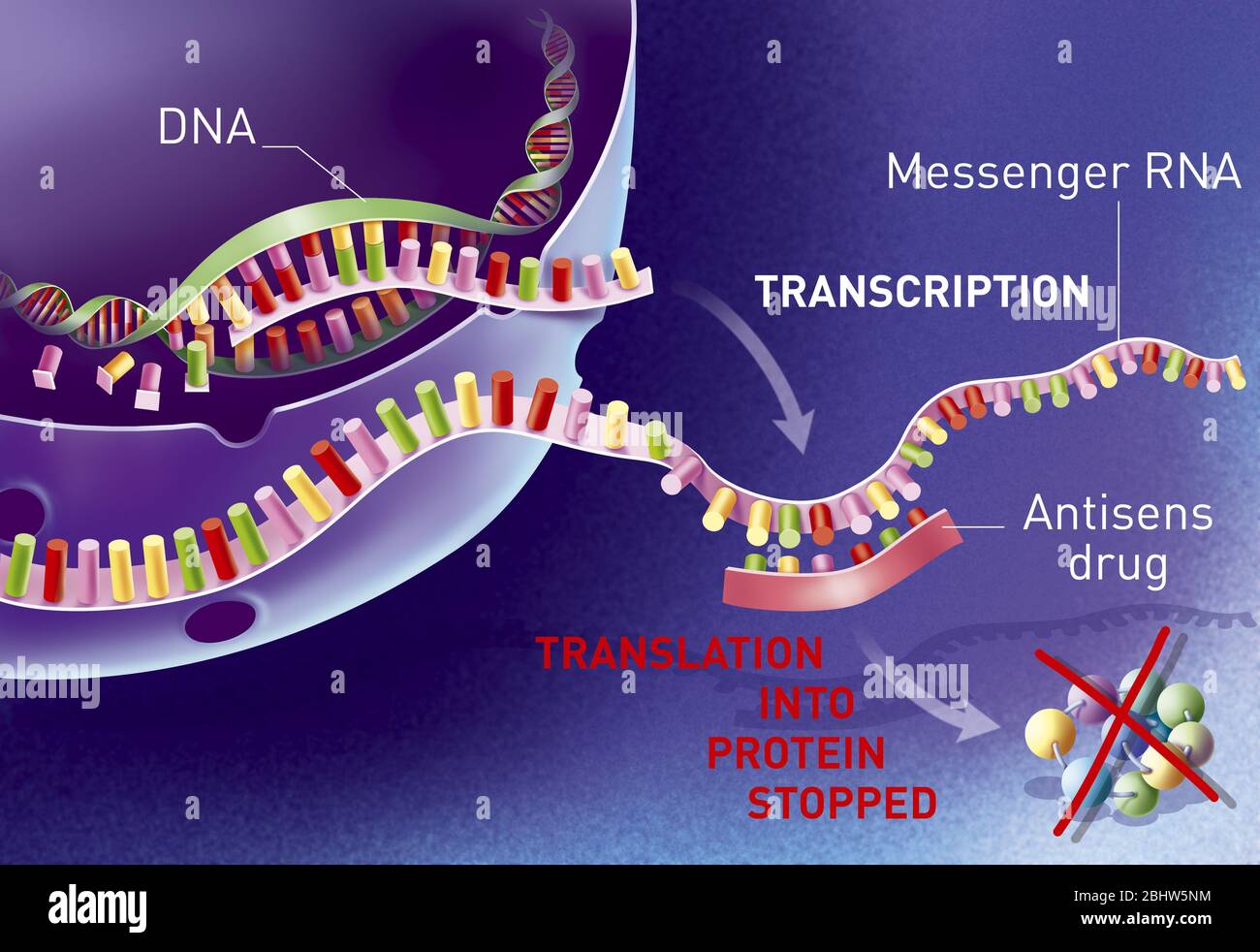 Terapia antisenso, trattamento per malattie genetiche.questa terapia è un trattamento per malattie genetiche e infezioni.IT consiste nell'interrompere il tran Foto Stock