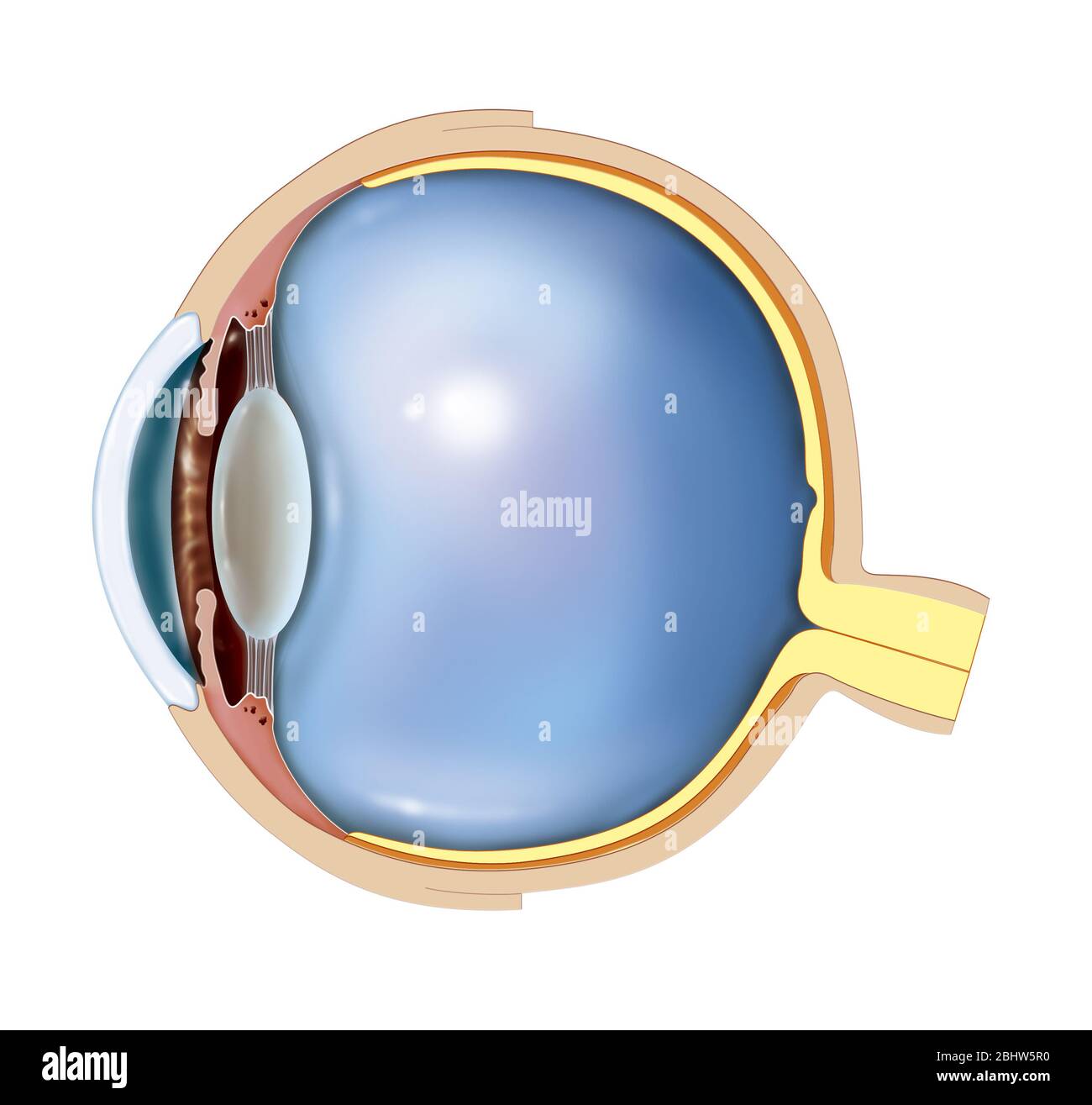 Anatomia di un occhio normale. Da destra a sinistra sono rappresentati il nervo ottico in giallo che si estende dalla retina, il coroide in arancione fino al ciliare Foto Stock