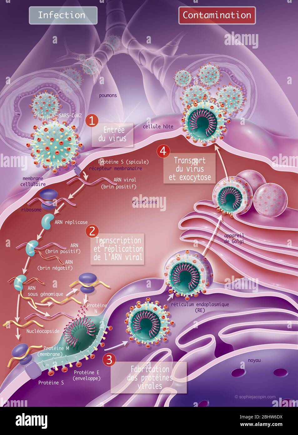 Replicazione di coronavirus, CoVid-19, SARS-Cov2. Questa illustrazione scientifica spiega come il 2019 coronavirus si replica grazie ad una cellula ospite. FUSIONE: Foto Stock