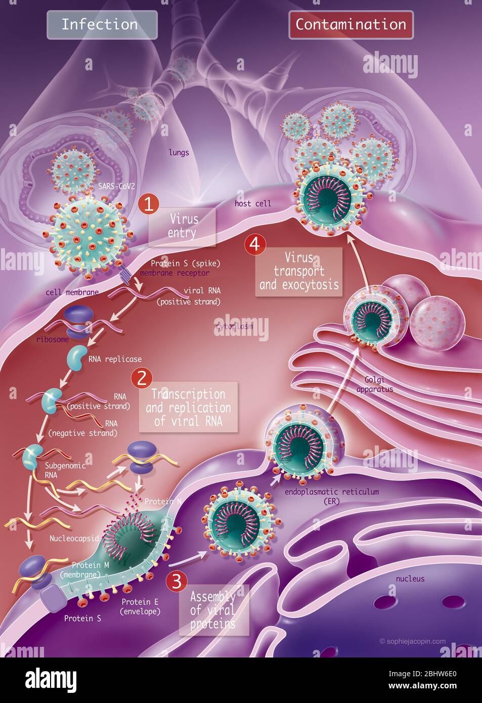 Replicazione di coronavirus, CoVid-19, SARS-Cov2. Questa illustrazione scientifica spiega come il 2019 coronavirus si replica grazie ad una cellula ospite. FUSIONE: Foto Stock