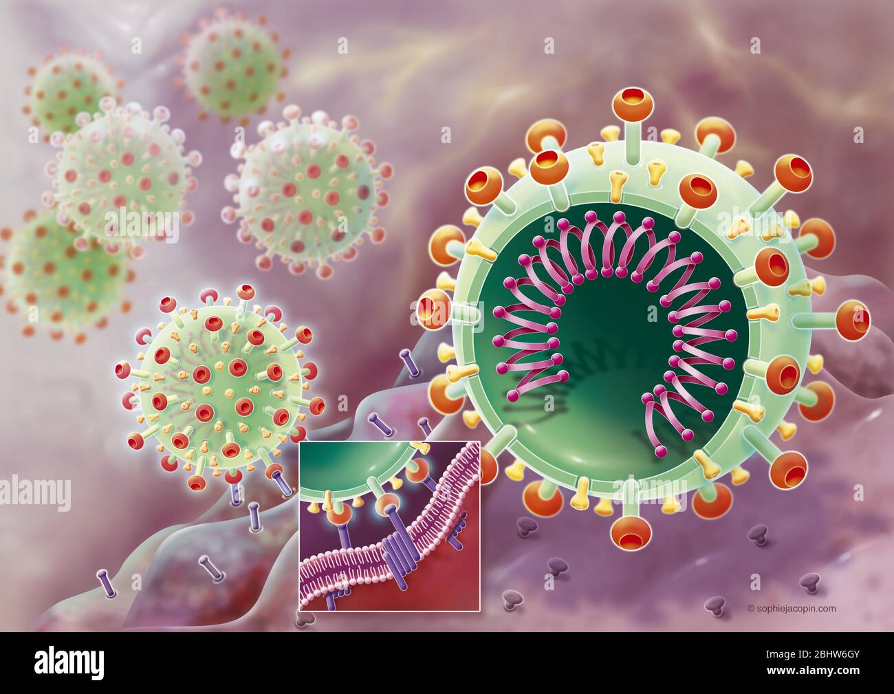 COVID 19, fusione con una cellula ospite, SARS-Cov2. Questa illustrazione scientifica rappresenta la fusione del coronavirus (in verde) con una cellula ospite (in pu Foto Stock