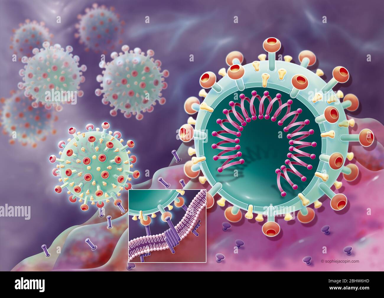 Attacco del coronavirus mediante le sue spicole al recettore di una cellula ospite, SARS-Cov2. Questa illustrazione scientifica rappresenta la fusione del cor Foto Stock