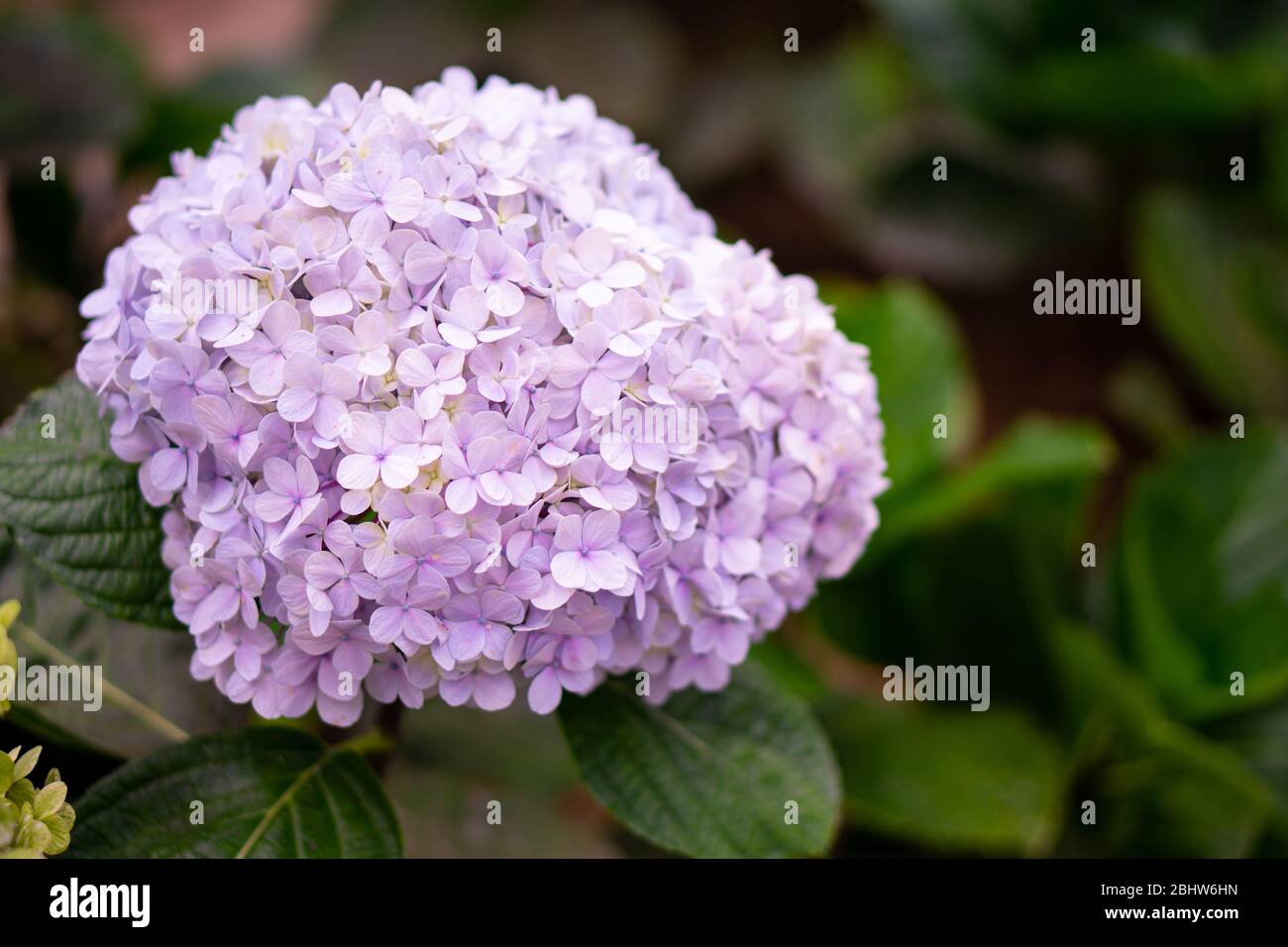 Imperial Blue Plumbago Auriculata produce grandi grappoli di fiori blu cielo profondo dall'inizio dell'estate fino all'autunno. Plumbago è un calore, un sole e siccità Foto Stock