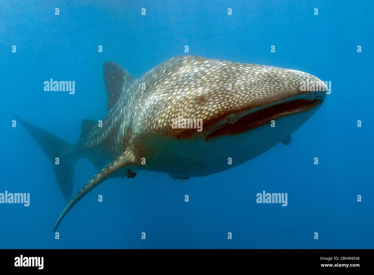 Walhai (Rhincodon typus) schwimmt durch Planktonwolke, Indischer Ozean Foto Stock