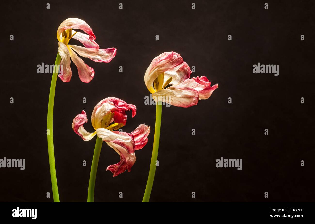 Fiori di tulipano in declino sparato in studio. Foto Stock