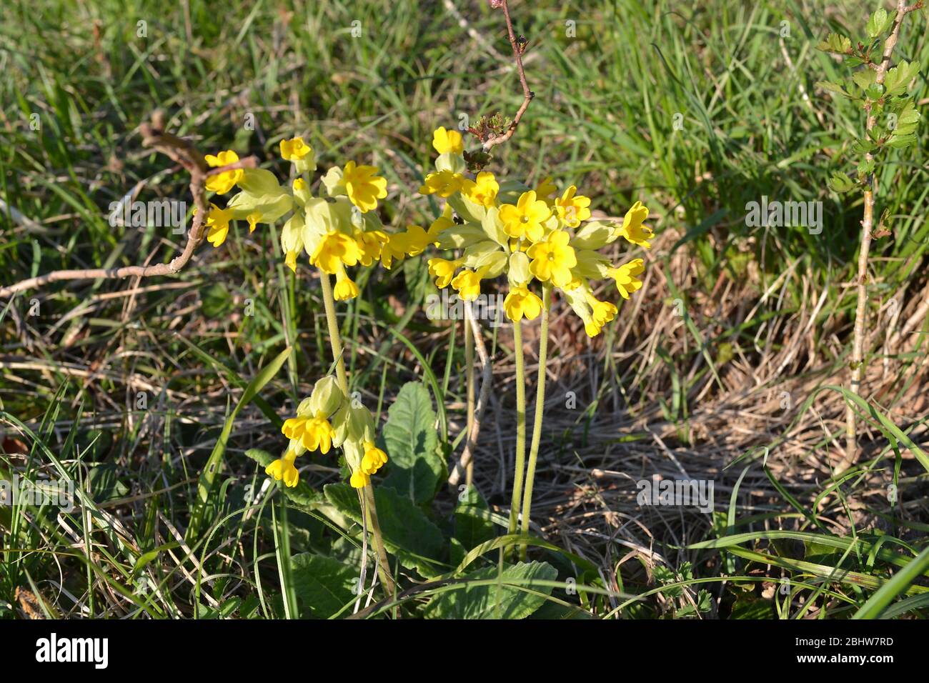 Cowslips a Dowe, Kent, aprile, un tipico fiore selvatico di primavera su un pascolo di gesso dei North Downs. Charles Darwin ha studiato flora qui- casa vicino Foto Stock