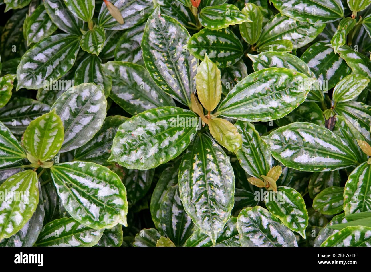 Un gruppo di piante di alluminio lucide e sane Foto Stock
