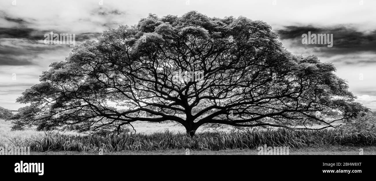 Panorama bianco e nero di scimmia pod tree (Samanea saman) in Hawaii Foto Stock