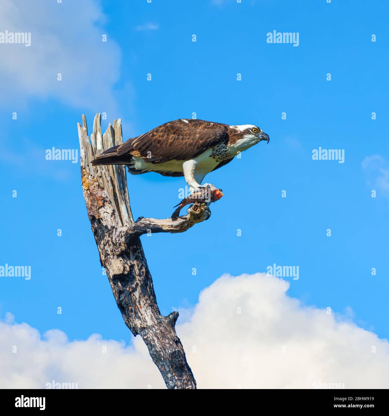 Osprey mangia pesce seduto su un albero morto al Flamingo Camping. Everglades National Park. Florida. USA Foto Stock