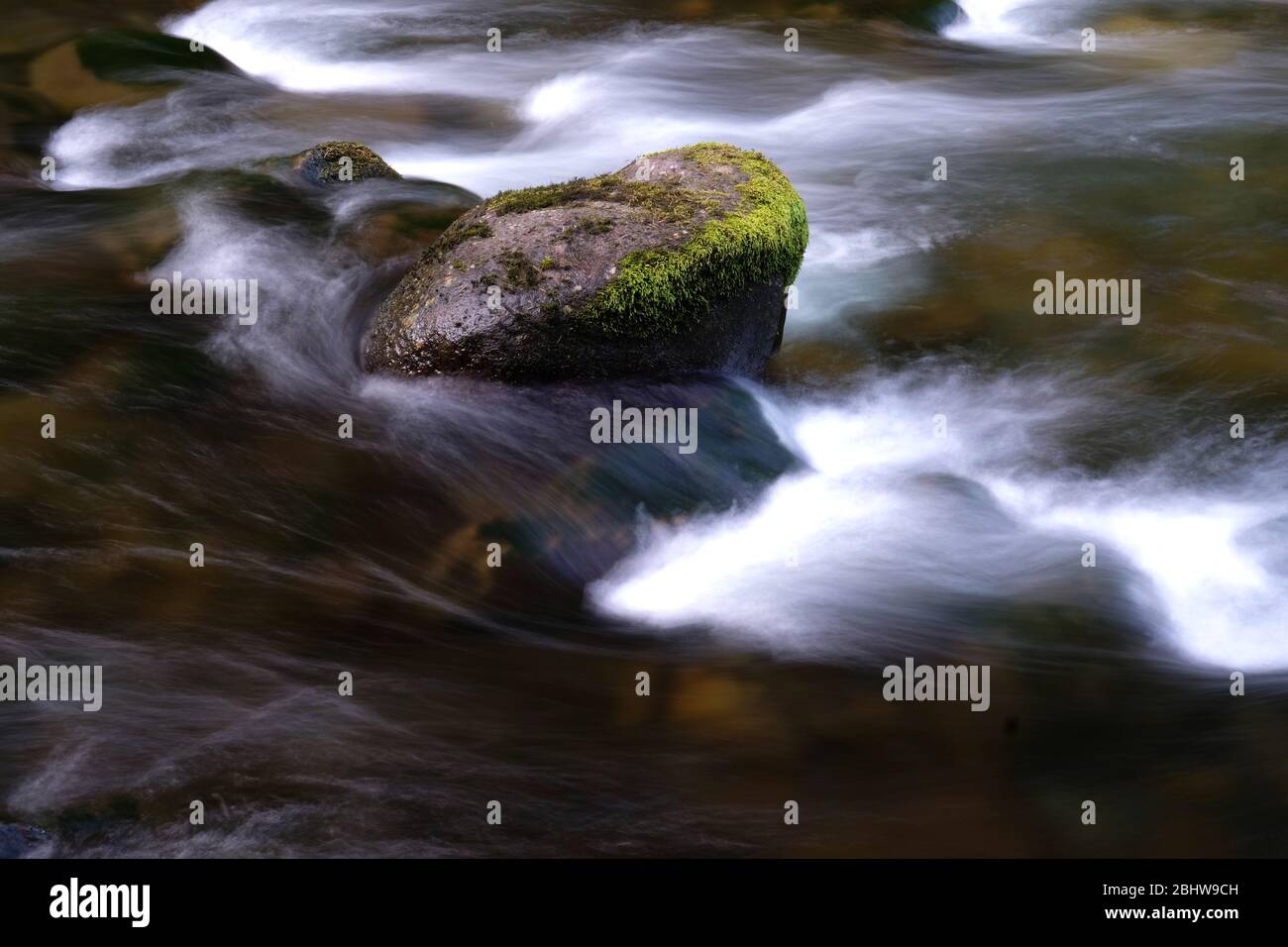 Acqua che scorre intorno a una roccia ricoperta di muschio nella lussureggiante foresta della Columbia River Gorge in Oregon a Tanner Creek Foto Stock