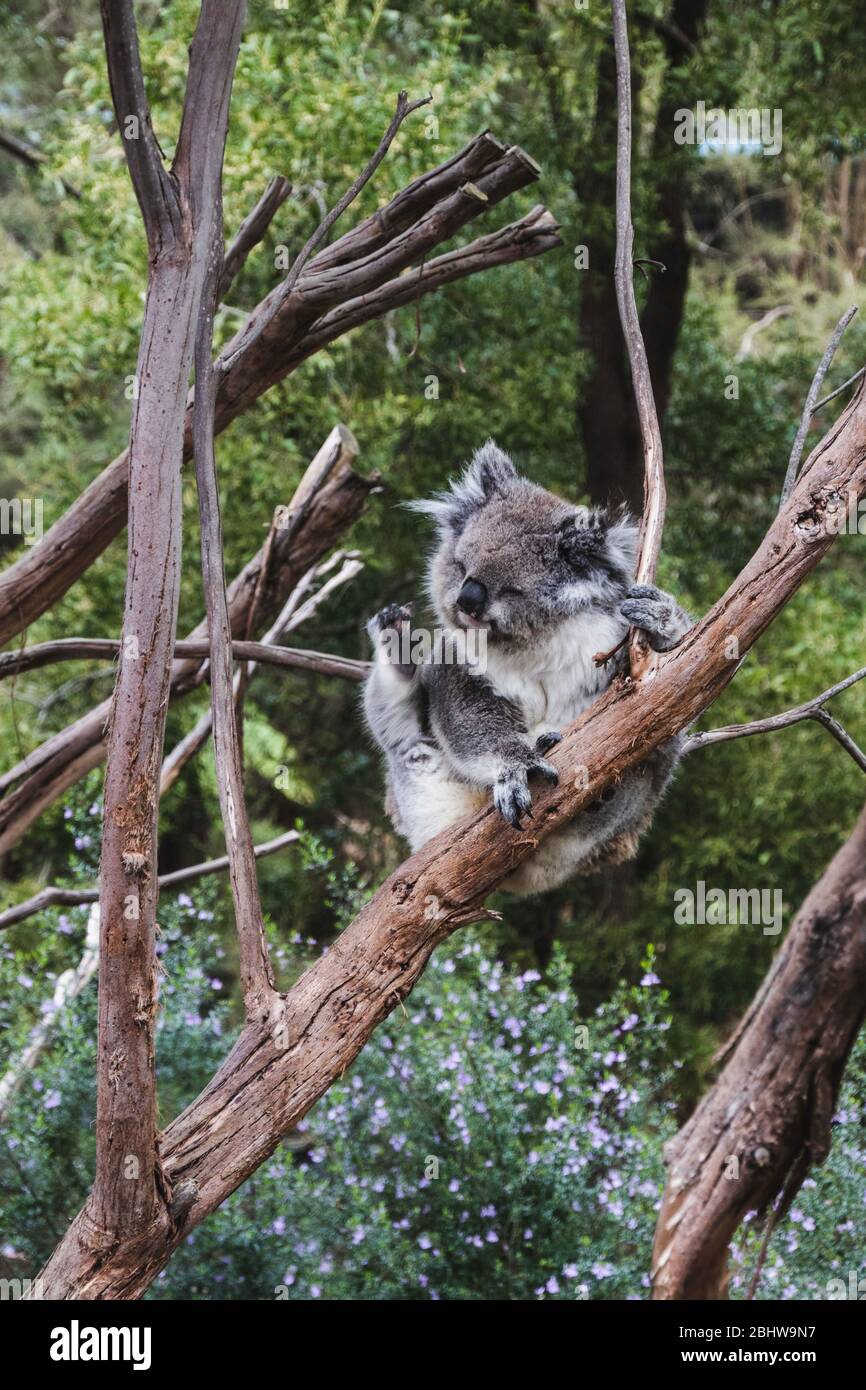 Bel koala graffiandosi in un ramo Foto Stock